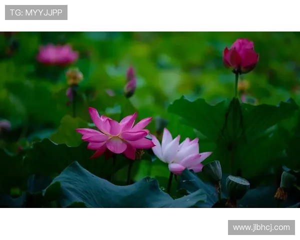 桃华月禅：在静谧中绽放的东方雅韵，一场触及灵魂的禅意之旅